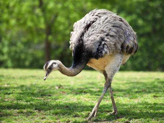 Là loài chim bản địa có nguồn gốc ở Nam Mỹ, chim Rhea có cánh rất lớn và thường sải rộng cánh khi chạy. Chỉ có 2 loài thuộc giống này là chim Rhea Mỹ và Rhea Darwin. 