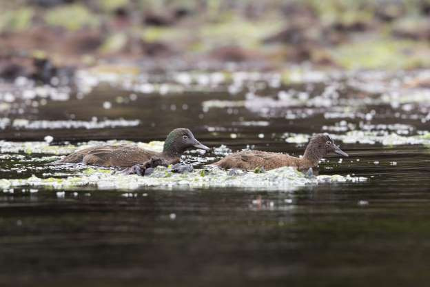 Vịt trời Campbell là loài kiếm ăn vào ban đêm. Chúng thường ăn côn trùng và loài giáp xác. Cho đến nay vịt Campbell đang có nguy cơ bị tuyệt chủng và các nhà khoa học đang tiến hành nghiên cứu để bảo tồn và duy trì sự phát triển của loài vịt hiếm này./.