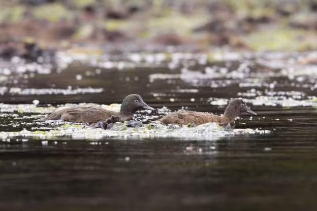 Vịt trời Campbell là loài kiếm ăn vào ban đêm. Chúng thường ăn côn trùng và loài giáp xác. Cho đến nay vịt Campbell đang có nguy cơ bị tuyệt chủng và các nhà khoa học đang tiến hành nghiên cứu để bảo tồn và duy trì sự phát triển của loài vịt hiếm này./.