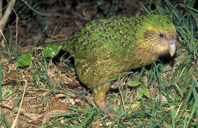 Chim Kakapo. Loài chim Kakapo đang đứng trước nguy cơ tuyệt chủng cao nên nhiều kế hoạch bảo tồn đang được New Zealand gấp rút thực hiện để ngăn chặn mối nguy tiềm tàng này. Dấu hiệu đáng mừng là thời gian gần đây số lượng của loài đã tăng lên đáng kể. 