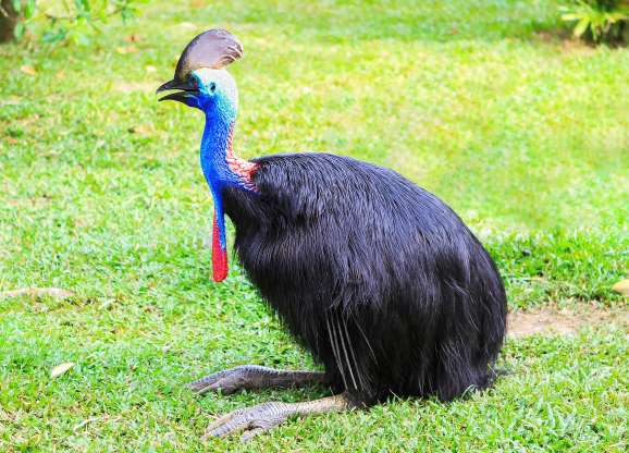 Dù bé hơn loài đà điểu nhưng giống đà điểu đầu mèo Cassowary ở Australia cũng là một loài chim “to lớn” khác thường. Thức ăn chủ yếu của chúng là trái cây và các loại cây trồng khác. Đây cũng là một giống chim hung dữ và rất nguy hiểm tuy nhiên chúng mới bị tuyệt chủng cách đây không lâu.