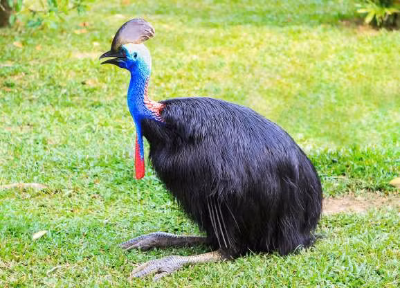 Dù bé hơn loài đà điểu nhưng giống đà điểu đầu mèo Cassowary ở Australia cũng là một loài chim “to lớn” khác thường. Thức ăn chủ yếu của chúng là trái cây và các loại cây trồng khác. Đây cũng là một giống chim hung dữ và rất nguy hiểm tuy nhiên chúng mới bị tuyệt chủng cách đây không lâu.
