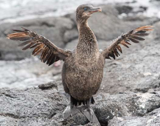 Chim cốc Galapagos. Đây là loài chim duy nhất trong giống chim cốc không có khả năng bay lượn và sống chủ yếu dưới nước và trên cạn. Thức ăn ưa thích của chúng là cá, cá chình, bạch tuộc bé và các sinh vật biển nhỏ khác. 