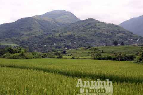 Cánh đồng nơi xảy ra vụ hiếp dâm.