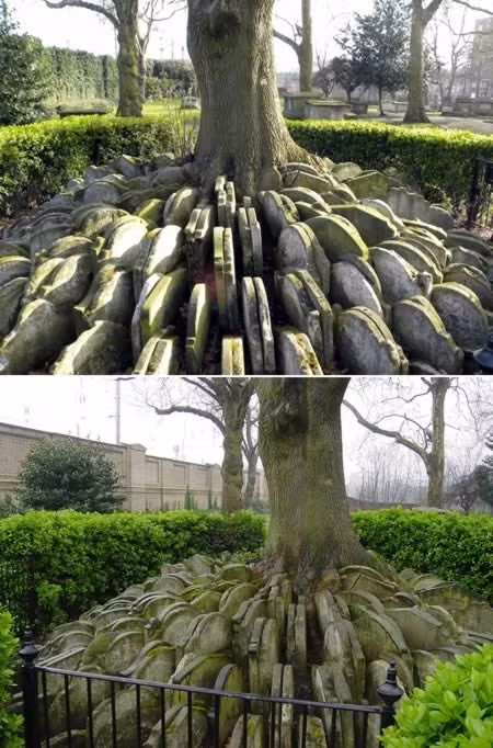 6. Các bia mộ đứng xếp hàng quanh gốc cây: Những tấm bia mộ xếp chồng chất bên nhau xung quanh gốc một cái cây cao lớn và tươi tốt. Sau này một phần của nghĩa địa Sant Pancras đã được xóa bỏ vào năm 1860 để giải phóng chỗ, dành phần làm tuyến đường sắt giữa London và Midland. Công việc giám sát được tiến hành bởi kiến trúc sư trẻ nổi tiếng là Thomas Hardy.