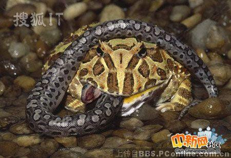  Con rắn to dài cũng phải "chào thua". 