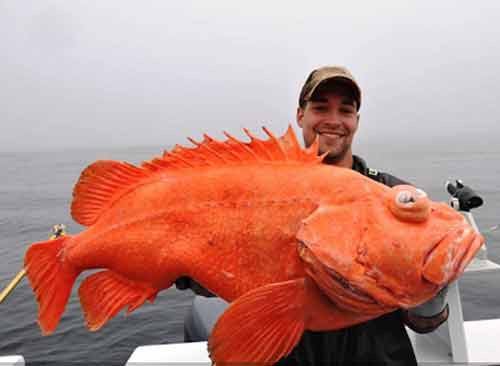 Chú cá Rockfish nặng gần 20 kg được cần thủ Eric Christopher Otte, câu được ở Alaska, Mỹ.