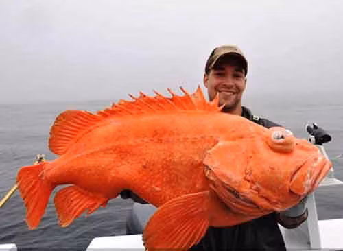 Chú cá Rockfish nặng gần 20 kg được cần thủ Eric Christopher Otte, câu được ở Alaska, Mỹ.