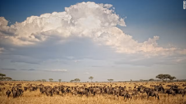 Hàng chục ngàn con thú hoang dã trên đồng bằng châu Phi tìm kiếm thức ăn và nước trong nỗi lo sợ bị đuổi kẻ thù truy đuổi.