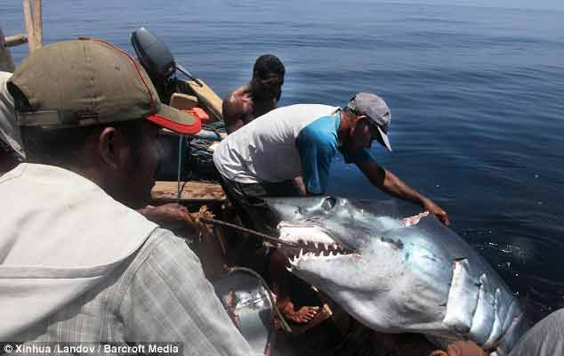 Ngư dân bắt một con cá mập voi ở vùng bờ biển phía Nam Lembata, Indonesia.