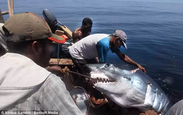Ngư dân bắt một con cá mập voi ở vùng bờ biển phía Nam Lembata, Indonesia.