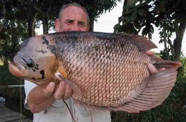 Con cá Gourami khổng lồ bị chinh phục.