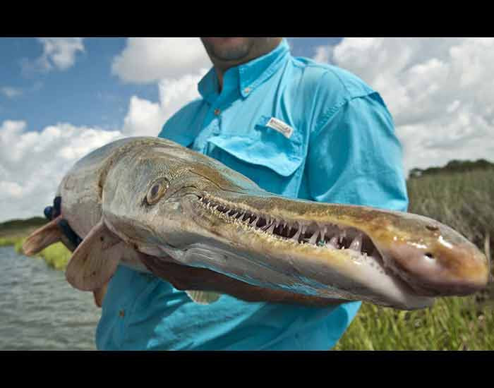 Cá sấu mõm dài hay còn gọi là cá sấu hỏa tiễn (alligator gar) là loài cá nước ngọt lớn nhất Bắc Mỹ được bắt trên sông Trinity ở bang Texas (Mỹ).