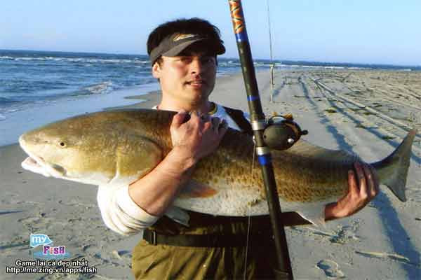 Anh John D.Lee câu được một con cá đối nằm trong sách đỏ thế giới. Nó dài khoảng 110 cm, bị John chinh phục ở vùng đảo Ocracoke, Nam Califonia (Mỹ).