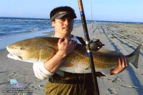 Anh John D.Lee câu được một con cá đối nằm trong sách đỏ thế giới. Nó dài khoảng 110 cm, bị John chinh phục ở vùng đảo Ocracoke, Nam Califonia (Mỹ).