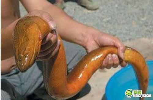 Con lươn dài 1,5 m, nặng 18 kg được bắt tại một hồ nước thuộc tỉnh Chiết Giang, Trung Quốc.