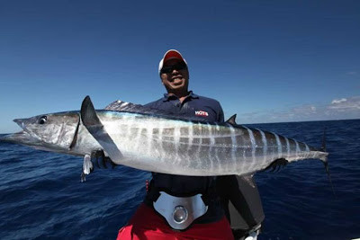 Chú cá khủng bắt được ở Australia..