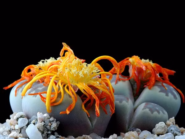 Hoa Thạch Lan khi nở.