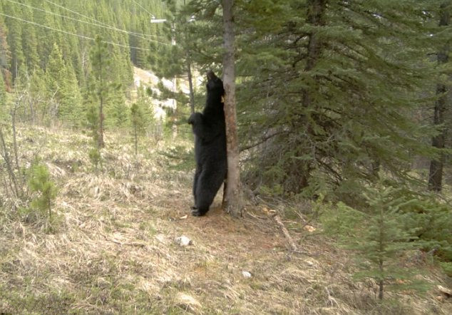 Ngay cả chú gấu đen cũng không thoát nổi sức lôi cuốn của gốc cây này. Có lẽ đây là cách gãi ngứa, chải lông đặc biệt của loài vật to lớn này.