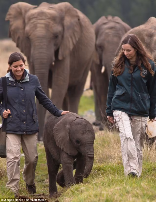 Khoảnh khắc chú voi nhỏ trông khá hiền lành và đáng yêu.