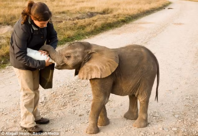 Chú voi con Fiela sẽ cần được chăm sóc như trẻ nhỏ suốt 24 giờ trong hai năm tiếp theo.