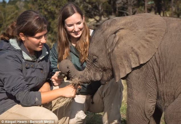 Ở công viên này cũng có một số chú voi con khác bị mồ côi mẹ nhưng Fiela là chú voi con cần được quan tâm nhất vì nó mất mẹ khi còn quá nhỏ.