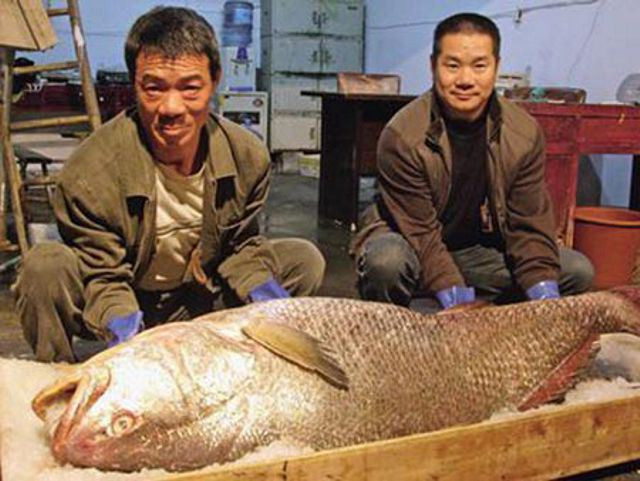 Cá Chinese bahaba, một loài cá quý bị các ngư dân bắt được và bán với giá rất cao.