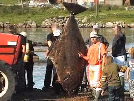 Trong một buổi đi câu tại biển Na Uy, cần thủ người Đức Andreas Newmann (38 tuổi) và bạn của mình là Lothar (54 tuổi) đã may mắn câu được một con cá thờn bơn "khủng" (dài 2,22 m và nặng tới 135 kg).