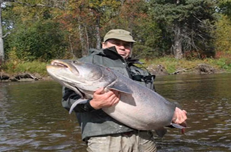 Cá Taimen được tìm thấy chủ yếu ở vùng sông hồ nước Nga, Mongolia, Trung Á. Đây là loài lớn nhất trong họ cá hồi.