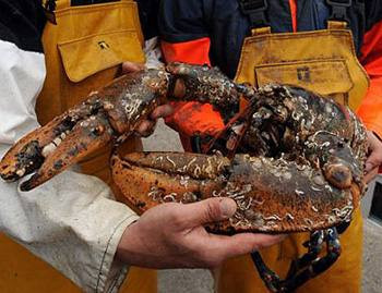 Nặng 5,9 kg và dài 81 cm, sinh vật biển này được cho là con tôm hùm lớn nhất từng bị bắt ở vùng biển Anh trong nhiều thập niên qua. Con tôm hùm khổng lồ được tin là có tuổi thọ lên tới 100 năm.