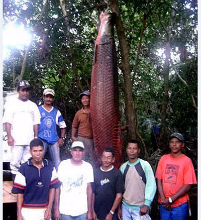 Loài cá nước ngọt lớn nhất thế giới - Hải tượng long. Con cá trưởng thành có chiều dài lên đến hơn 2 m, thậm chí là 3 m, với cân nặng 200 kg. Trên thế giới, đã từng ghi nhận chú cá hải tượng dài tới 4 m, nặng 300 kg.