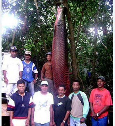 Loài cá nước ngọt lớn nhất thế giới - Hải tượng long. Con cá trưởng thành có chiều dài lên đến hơn 2 m, thậm chí là 3 m, với cân nặng 200 kg. Trên thế giới, đã từng ghi nhận chú cá hải tượng dài tới 4 m, nặng 300 kg.