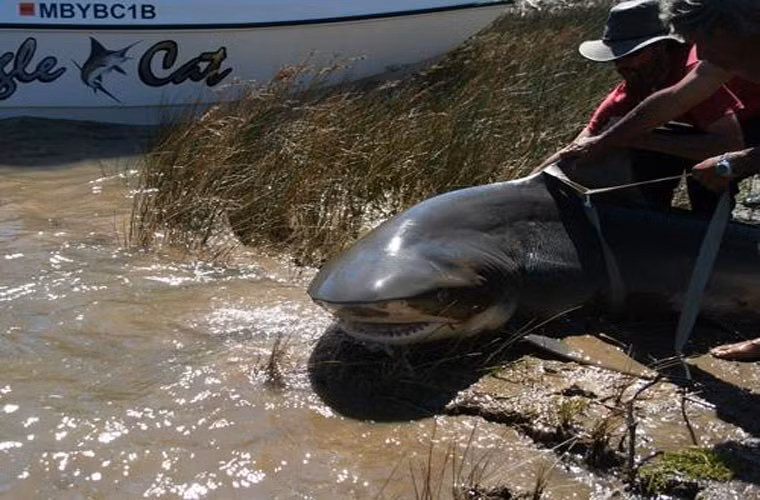 Con cá mập sông ở khu vực sông Ohio và Illinois (Mỹ). Đây là một trong 3 loài hay tấn công người nhất.