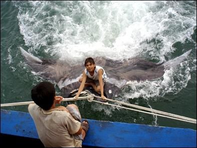 Một thuyền đánh cá Trung Quốc bắt được chú cá đuối khổng lồ, nặng 1.485kg, dài 5 m.