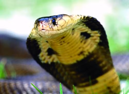 Rắn hổ mang chúa là loài rắn độc dài nhất thế giới với chiều dài 5 đến 6 m và có thể đứng cao đến gần 2 m. Nọc độc của rắn hổ mang chúa chủ yếu là đầu độc thần kinh nhưng chúng chỉ tấn công con người khi bị đe dọa.