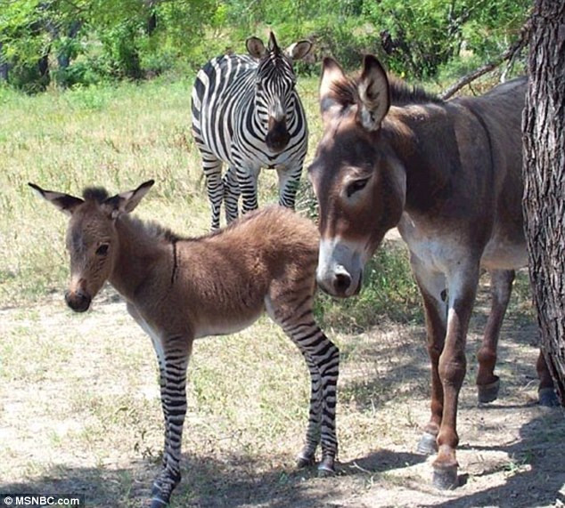 Ippo đứng cạnh bố mẹ.