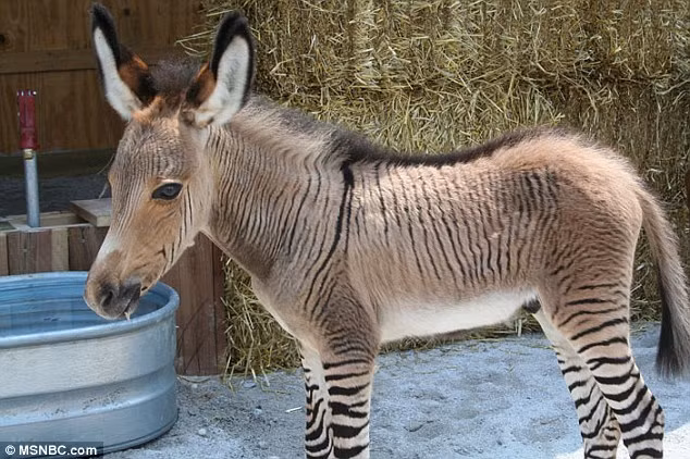 Một chú Zonkey, động vật lai giữa ngựa và lừa mới được sinh ra ở một khu bảo tồn động vật ở Florence, Italy.