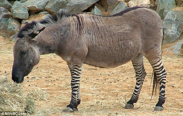 Con vật quý hiếm này có tên là Ippo, lai giữa lừa với ngựa và có những sọc vằn như những chú ngựa vằn khác.