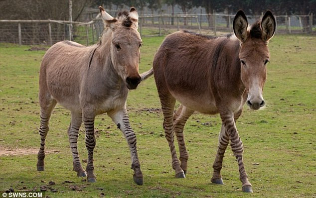Mặc dù rất hiếm nhưng Zonkey vẫn có một số cá thể khác đang tồn tại trên thế giới.