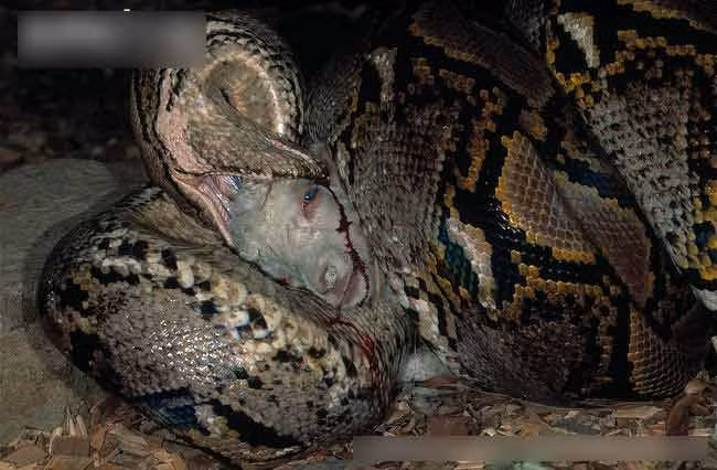 Con trăn siết chết con mồi đáng thương.
