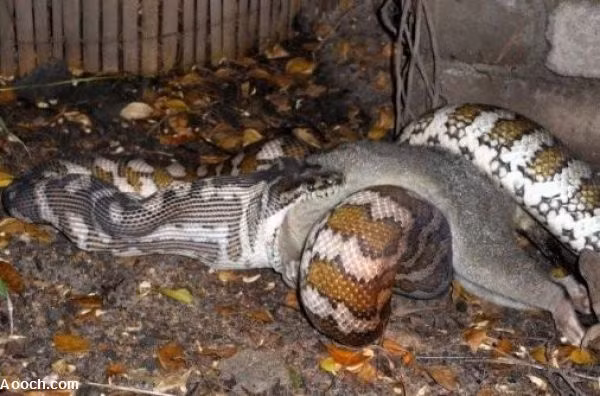 Con trăn gồng mình nuốt con mồi lớn...