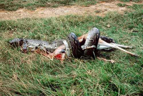 Chú nai đáng thương trở thành bữa trưa của con trăn.