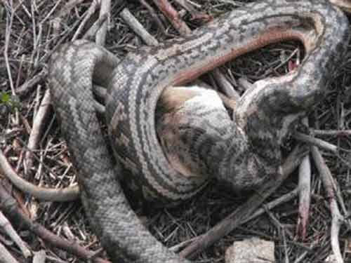 ...tiếp đó, gồng mình nuốt con mồi.