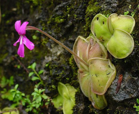 Cây cỏ bơ (Butterwort) sống ở những khu vực ẩm ướt ở châu Mỹ, châu Âu và Bắc Á. Loài thực vật này sử dụng những chiếc lá có chất dính của mình để thu hút, bẫy và tiêu hóa côn trùng.