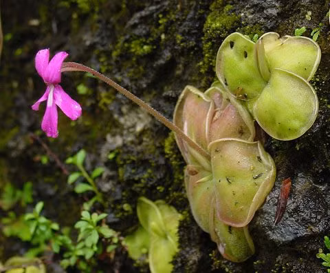 Cây cỏ bơ (Butterwort) sống ở những khu vực ẩm ướt ở châu Mỹ, châu Âu và Bắc Á. Loài thực vật này sử dụng những chiếc lá có chất dính của mình để thu hút, bẫy và tiêu hóa côn trùng.