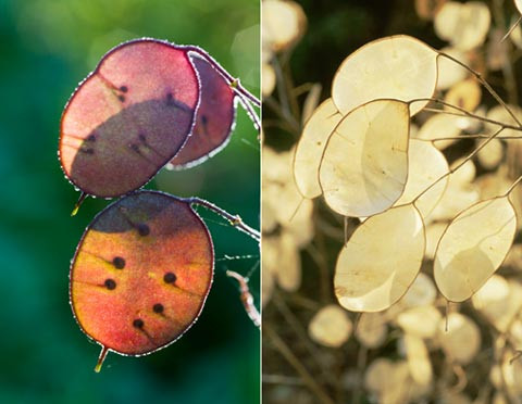 Lunaria annua là loài cây sống ở châu Âu. Chúng nổi bật bởi những quả hạt trong suốt. Ở Đông Nam Á, chúng được ví như cây tiền bạc bởi trông giống như các đồng xu.
