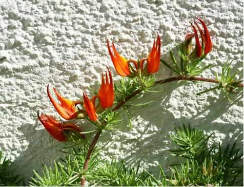 Hoa mỏ vẹt có tên khoa học là Lotus berthelotii. Đây là loài hoa rất hiếm, được coi là hoàn toàn tuyệt chủng trong tự nhiên. Người ta đã tiến hành thí nghiệm để thụ phấn cho hoa và trồng ngoài tự nhiên nhưng rất ít những thí nghiệm này thành công. Vì vậy, Lotus Berthelotii chỉ được nuôi và nhân giống trong các phòng thí nghiệm.