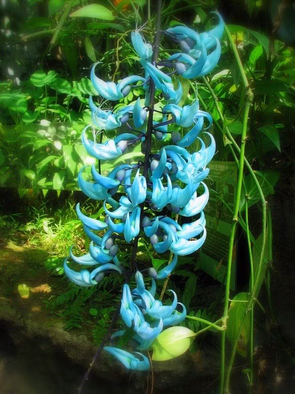 Hoa móng vuốt màu xanh ngọc bích có tên khoa học Strongylodon macrobotrys, là một cây thân bò sống chủ yếu tại các khu rừng nhiệt đới Philipines. Trên thế giới, có lẽ màu sắc và hình dáng của hoa cây này có lẽ là độc nhất vô nhị.