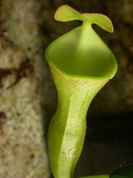 Cây nắp ấm Nepenthes campanulata bắt ruồi (Đảo Borneo, Indonesia). Loại cây với hình dáng cái chuông chứa cả một bình chất dịch để bắt và dìm chết con mồi này là một đặc trưng ở rừng Borneo, thuộc đảo Borneo, Indonesia.