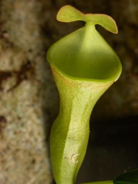 Cây nắp ấm Nepenthes campanulata bắt ruồi (Đảo Borneo, Indonesia). Loại cây với hình dáng cái chuông chứa cả một bình chất dịch để bắt và dìm chết con mồi này là một đặc trưng ở rừng Borneo, thuộc đảo Borneo, Indonesia.